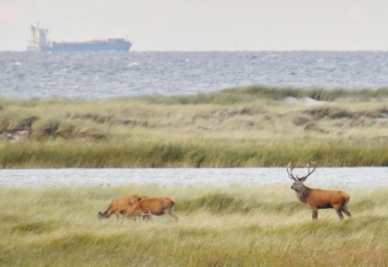 Fewo-Kramm Ostseebad Dierhagen Esterno foto